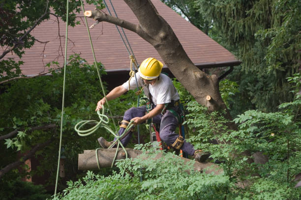 Best Root Management and Removal  in Concord, MO